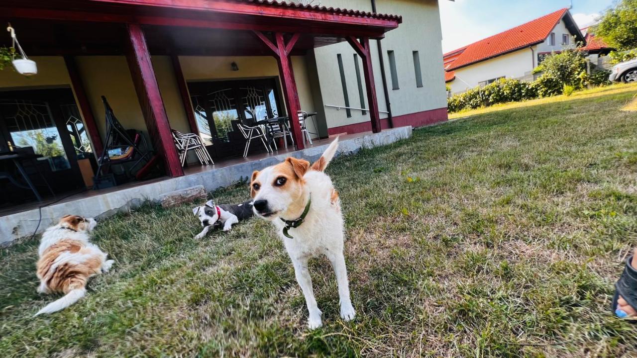 Casa Vio Villa Timisoara Ngoại thất bức ảnh